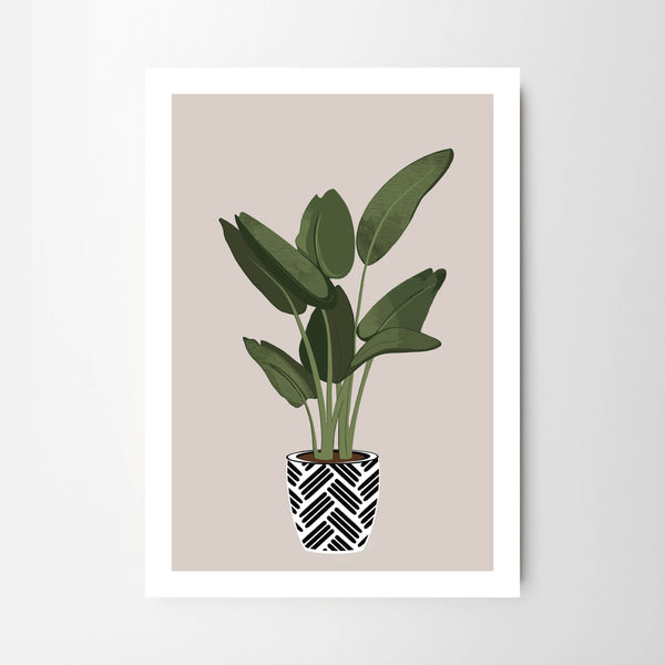Rubber Plant in Monochrome Pot - Tulip House Studio